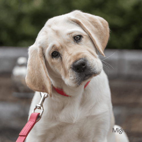 Labrador Puppy Collar (Ultimate Guide) - Migrou