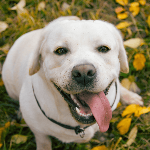 Labrador Retriever: Everything You Need to Know - Migrou