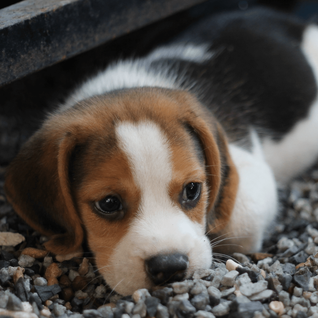 Puppy 101: Positive Reinforcement Dog Training - Migrou