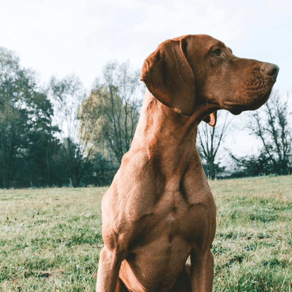 Raising a Vizsla Puppy: A Guide to the First Six Months - Migrou