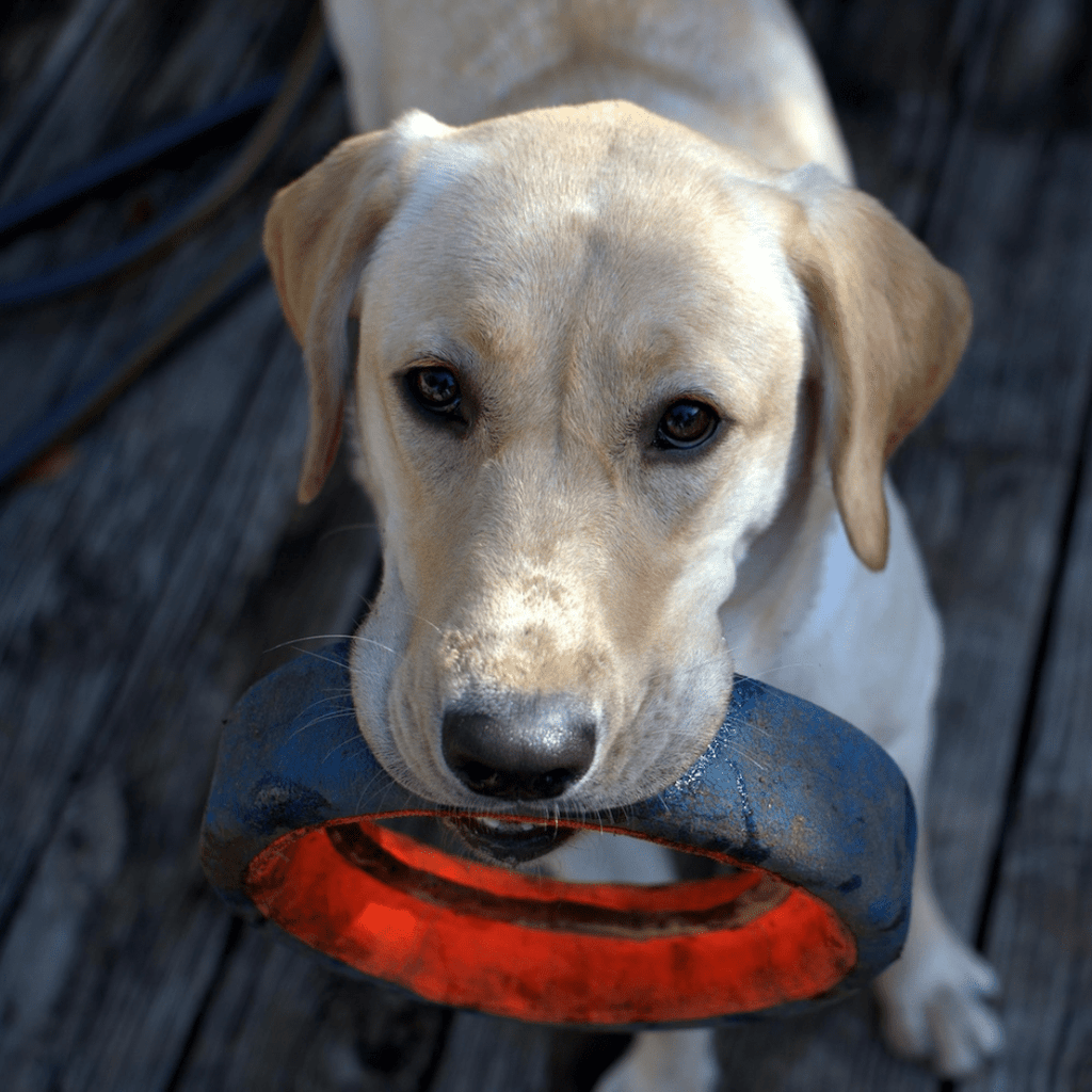 Socialize Your Labrador Puppy: Complete Guide - Migrou