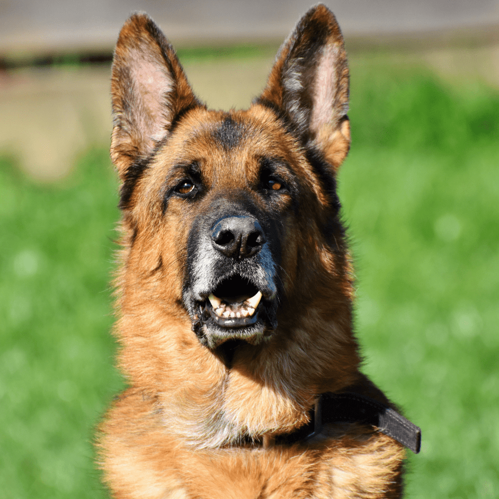 Stop Your German Shepherd from Excessive Barking - Migrou