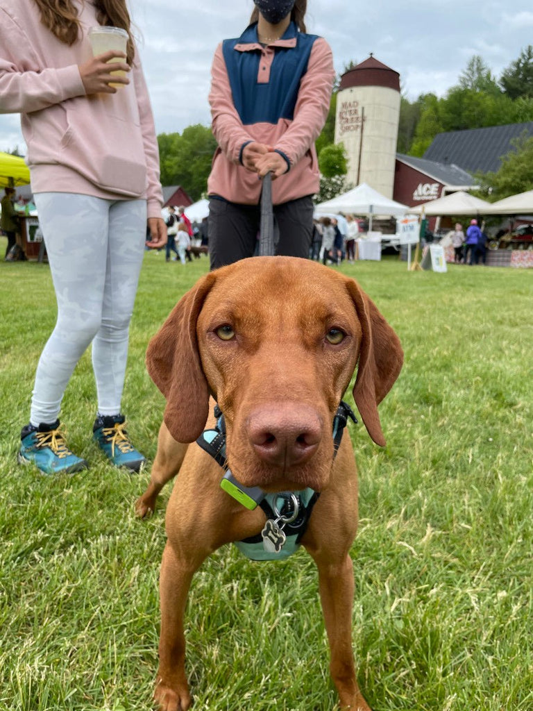 The Best Dog Collars for Vizslas: Comfort, Durability, and Style - Migrou