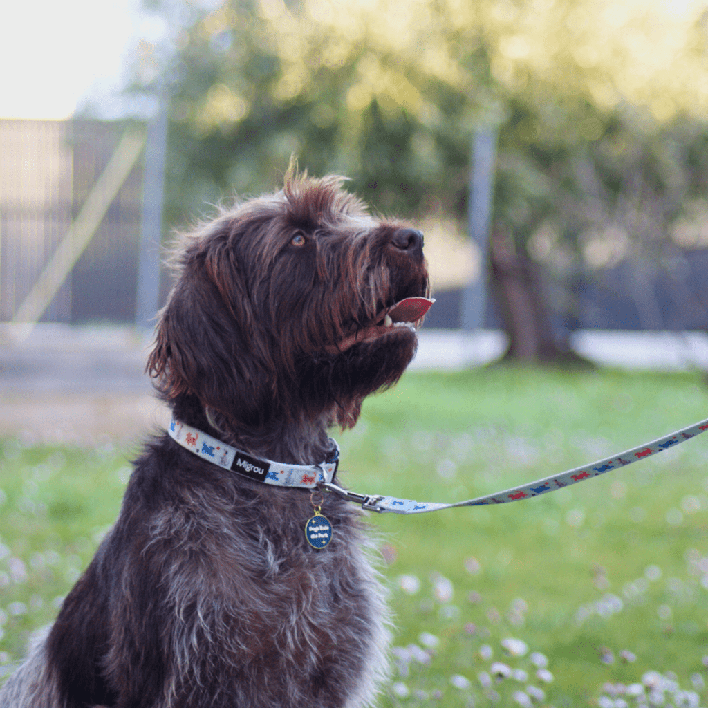 The Crucial Role of Collars and Leashes in Service Dog Training - Migrou