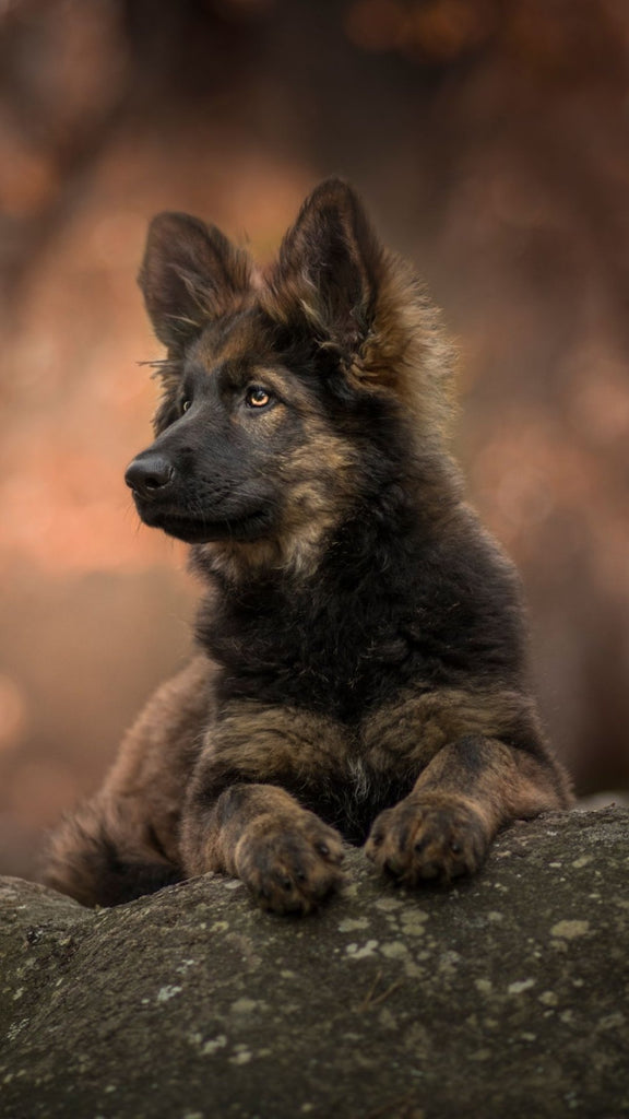 The Ultimate Guide to the Best Dog Collars for German Shepherds - Migrou