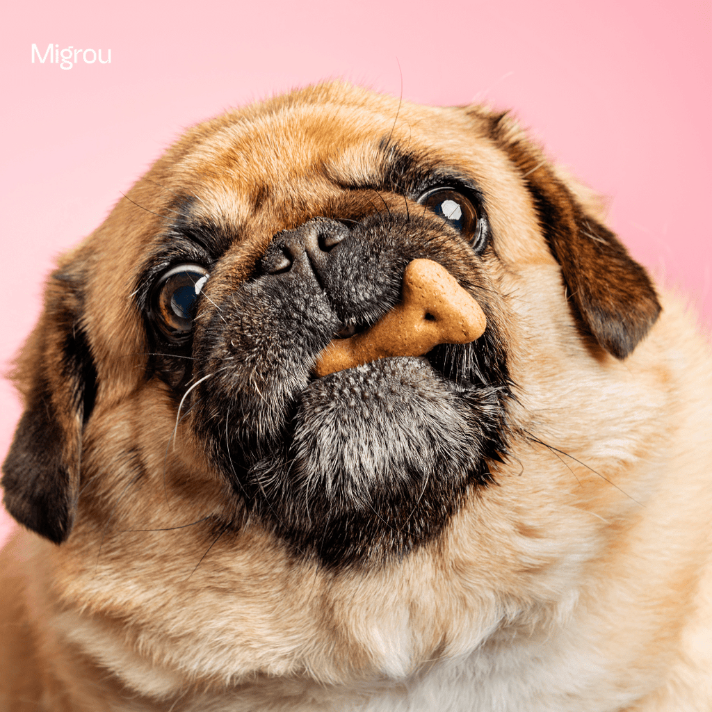 Top 10 Homemade Dog Treat Recipes Your Dog Will Love - Migrou