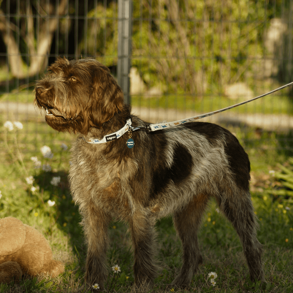 Training Tips: How to Train Your Dog to Walk with a Collar and Leash? - Migrou