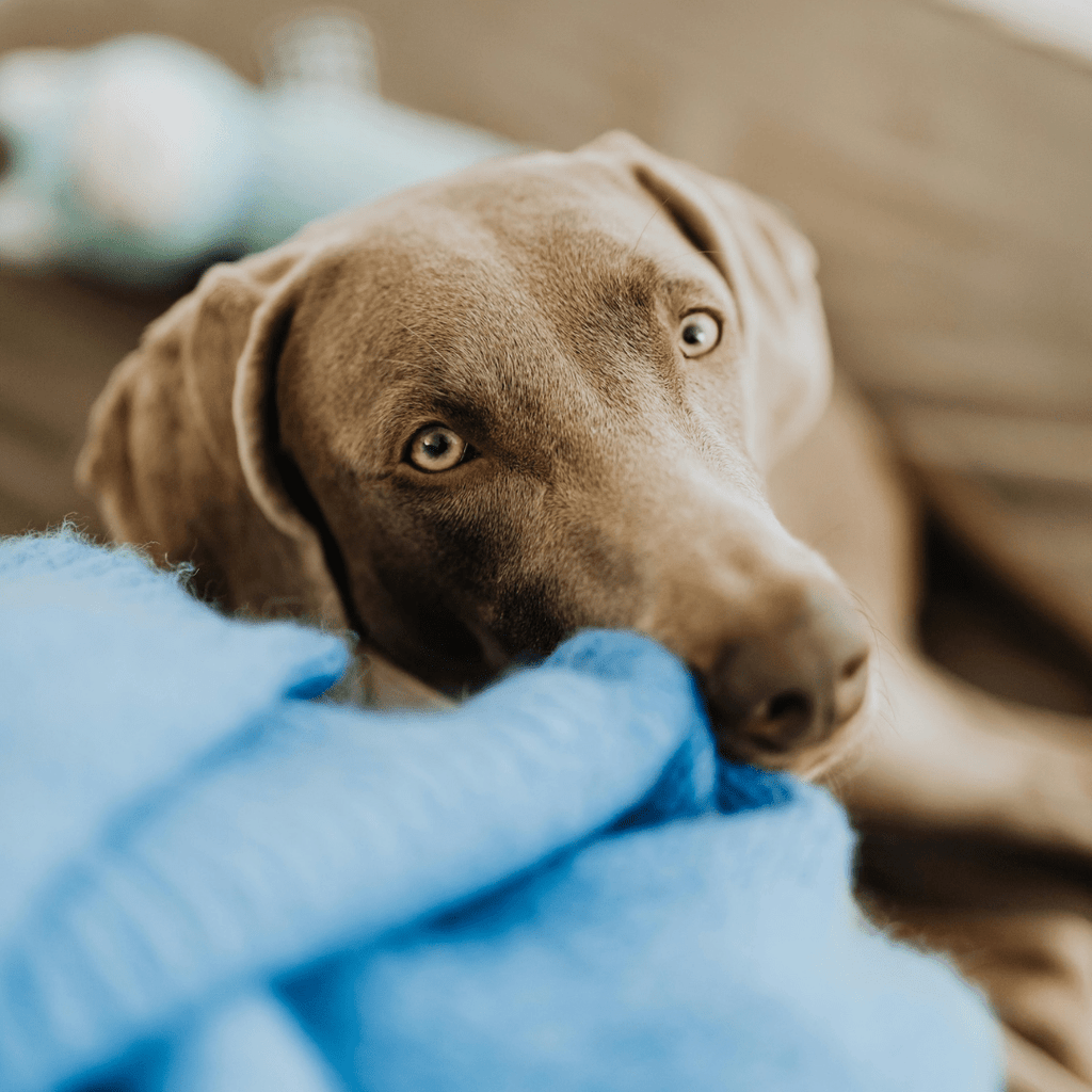 Traveling with Your Weimaraner: Essential Guide - Migrou