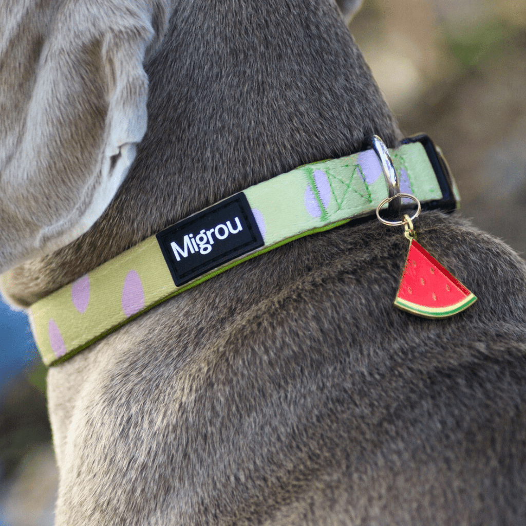 Ultimate Guide to Choosing the Best Dog ID Tag - Migrou