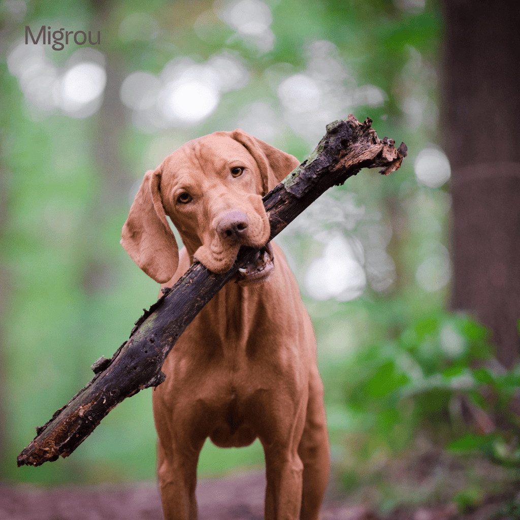 Ultimate Guide to Choosing the Best Vizsla Dog Leash - Migrou