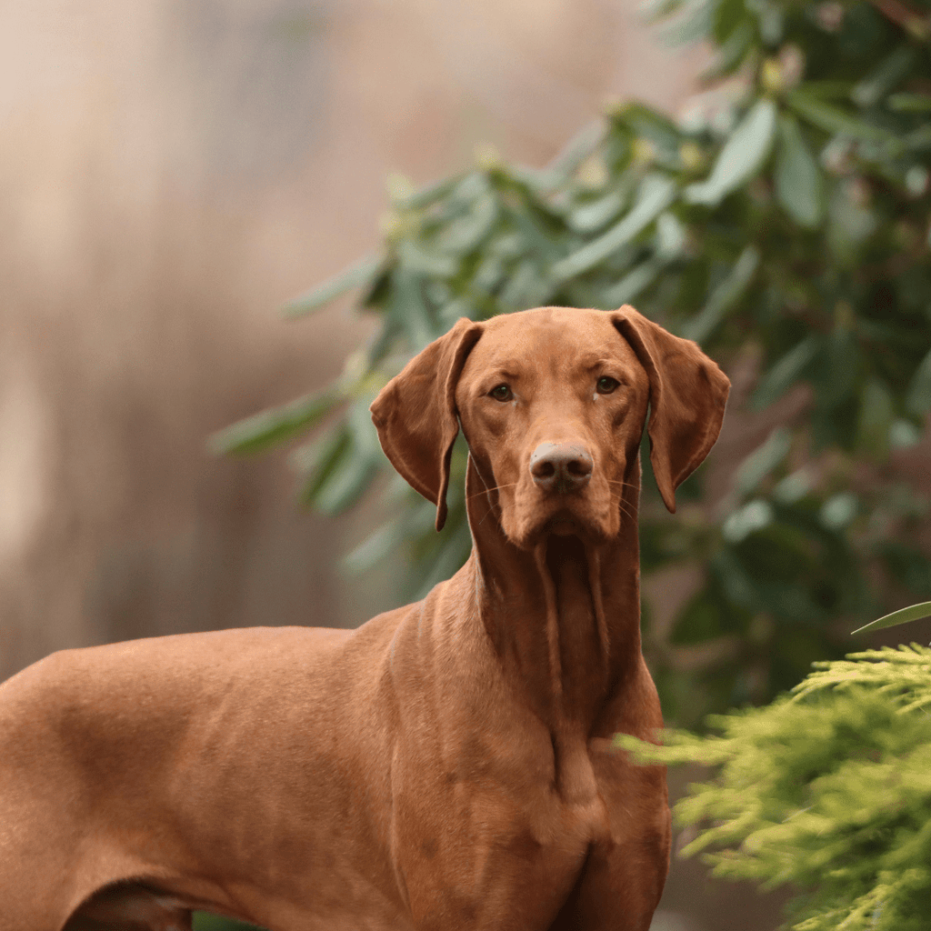 Vizsla Behaviors: Full Dog Profile - Migrou