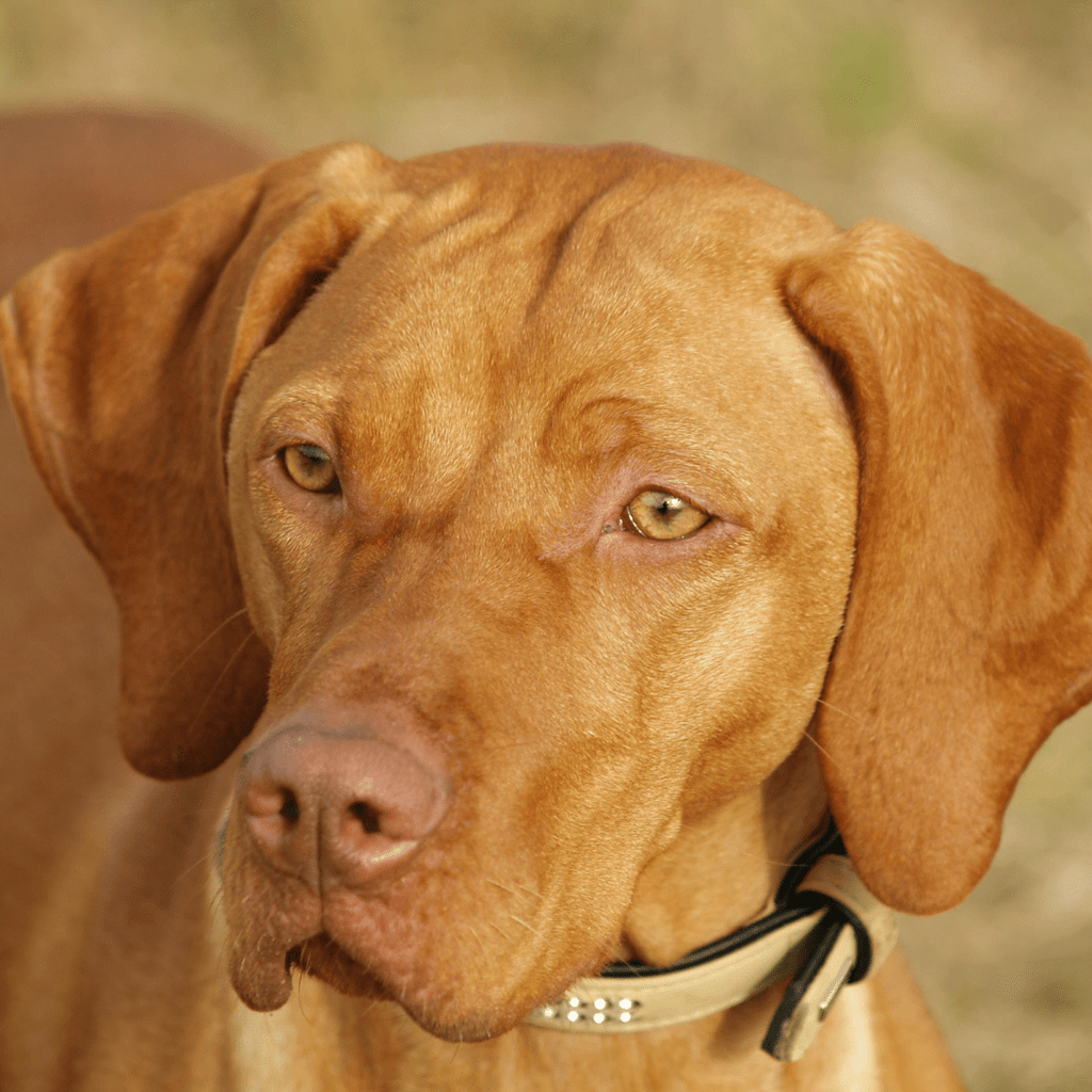 Vizsla Health: Essential Care Guide - Migrou