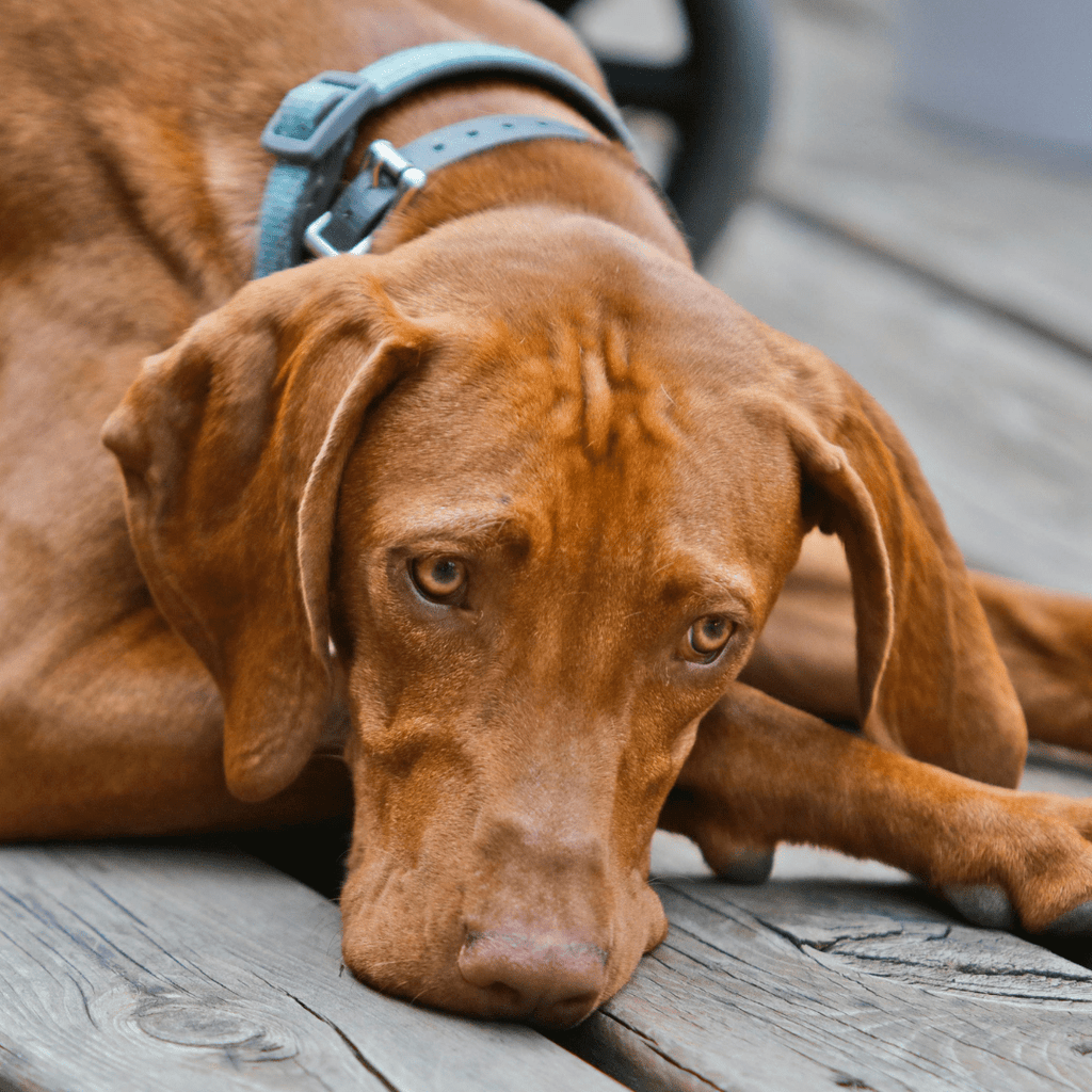 Vizsla Socialization: Ultimate Guide - Migrou