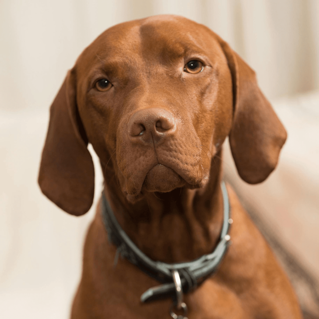 Vizsla vs. Weimaraner: Which One Is Right for You? - Migrou