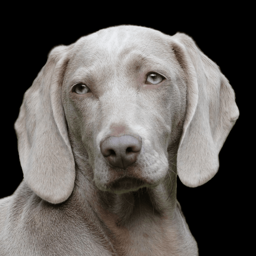 Weimaraner Shedding - Full Guide - Migrou