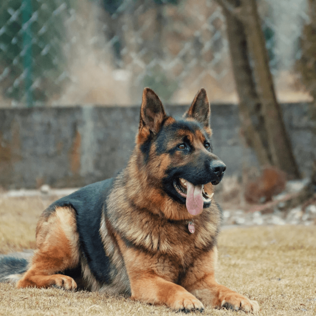 What's the best collar for a German Shepherd? - Migrou