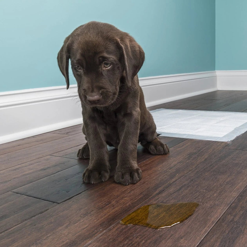 Why Is My Dog Peeing in the House? 7 Tested Strategies to Stop It - Migrou