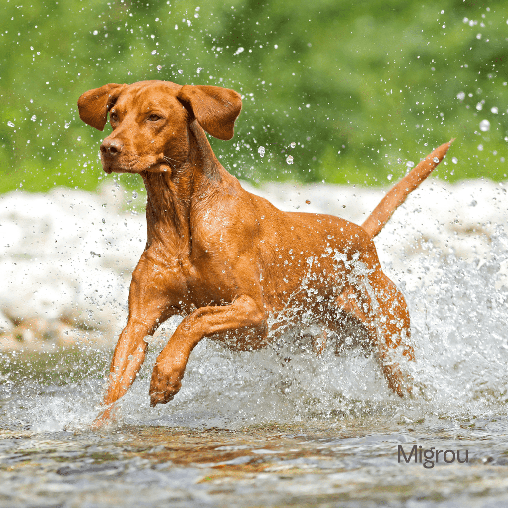 Why Vizslas Are Called Velcro Dogs? - Migrou