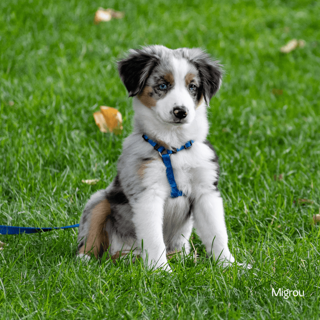 Your Puppy's First Week at Home: A Complete Guide - Migrou
