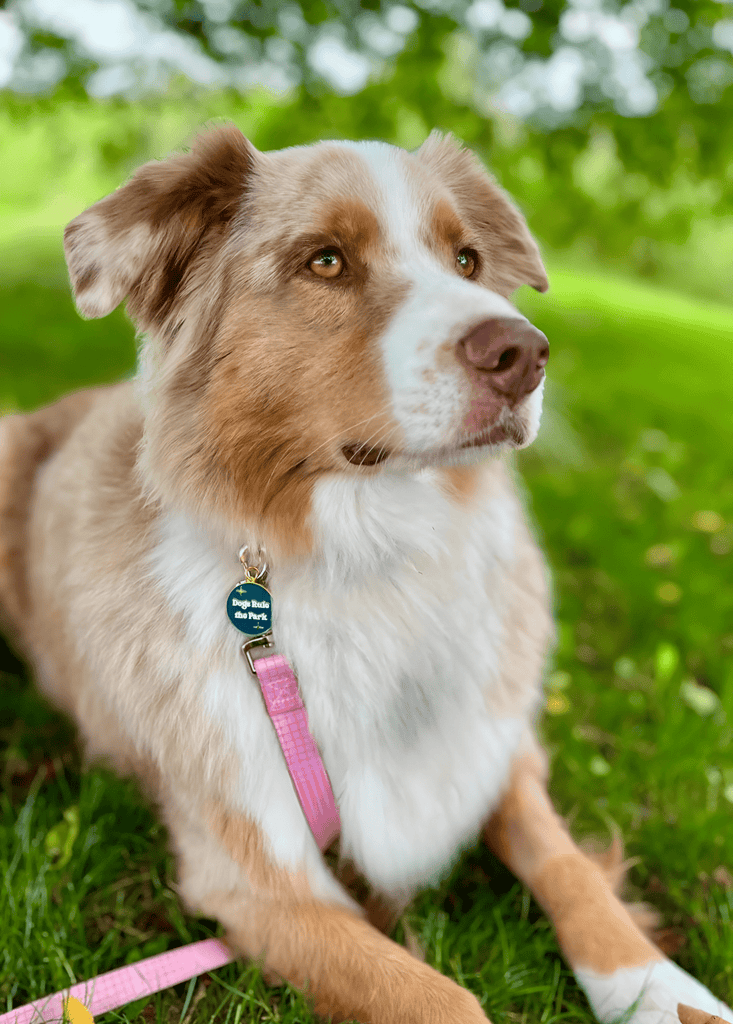 Australian Shepherds - Dog Collar, Leash and Personalized Tag - Migrou