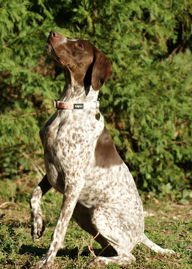 German Shorthaired Pointer - Dog Collar, Leash and Personalized Tag - Migrou