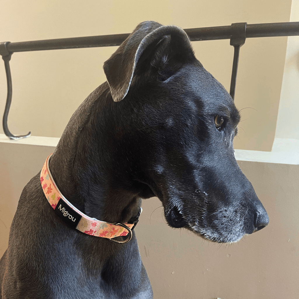 Great Dane - Dog Collar, Leash and Personalized Tag - Migrou