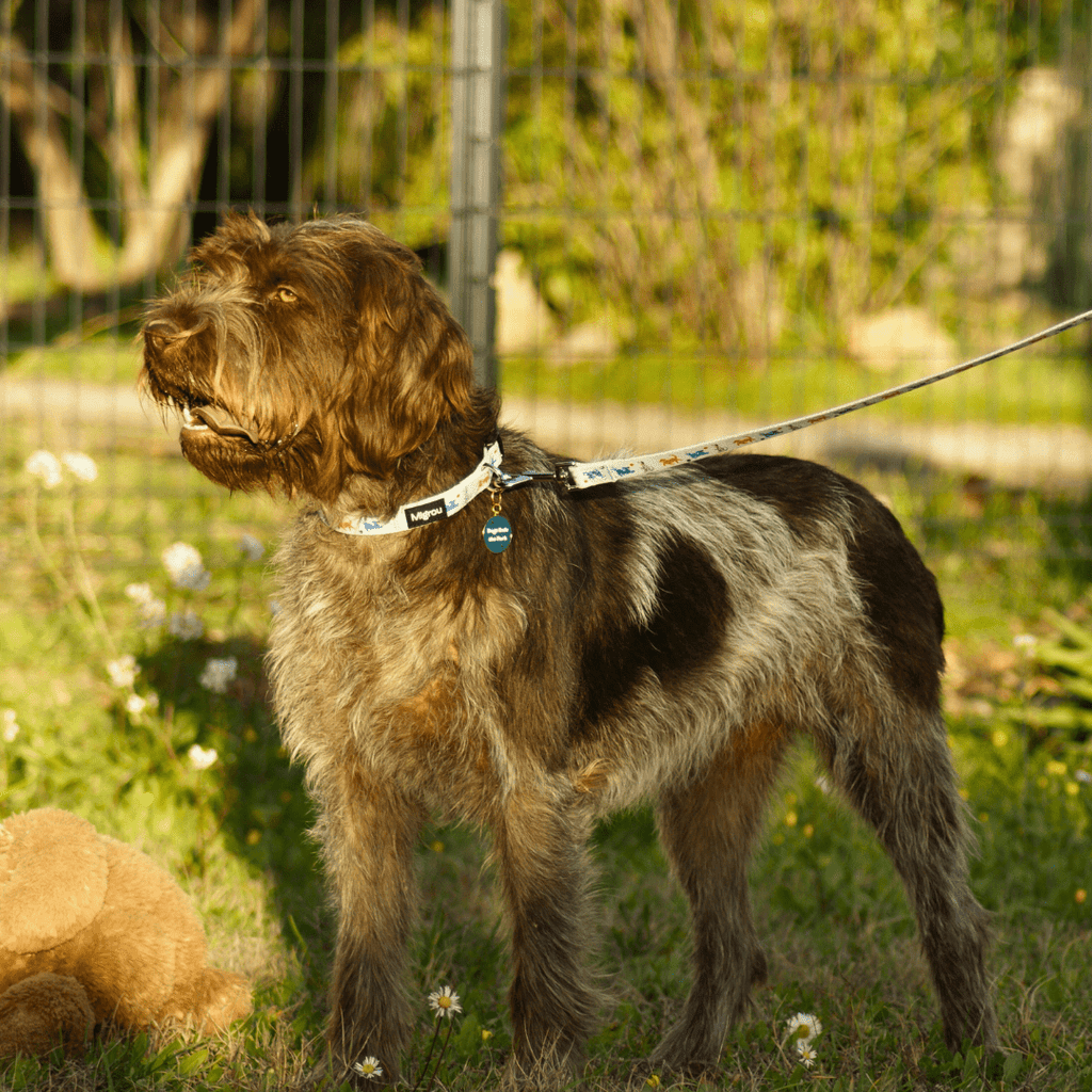 Korthal Griffon - Dog Collar, Leash and Personalized Tag - Migrou