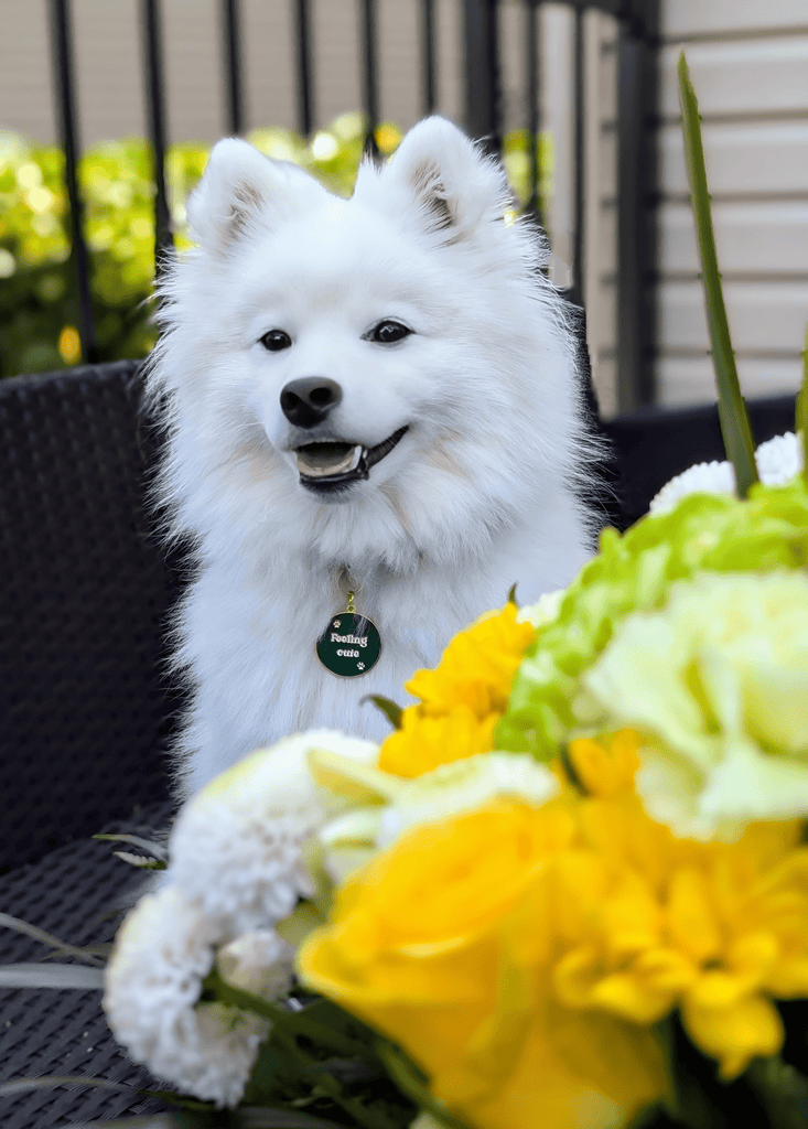 Spitz - Dog Collar, Leash and Personalized Tag - Migrou