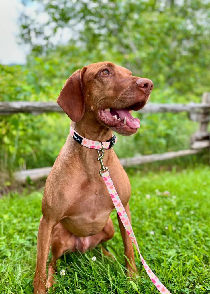 Vizsla - Dog Collar, Leashes and Personalized Tag - Migrou