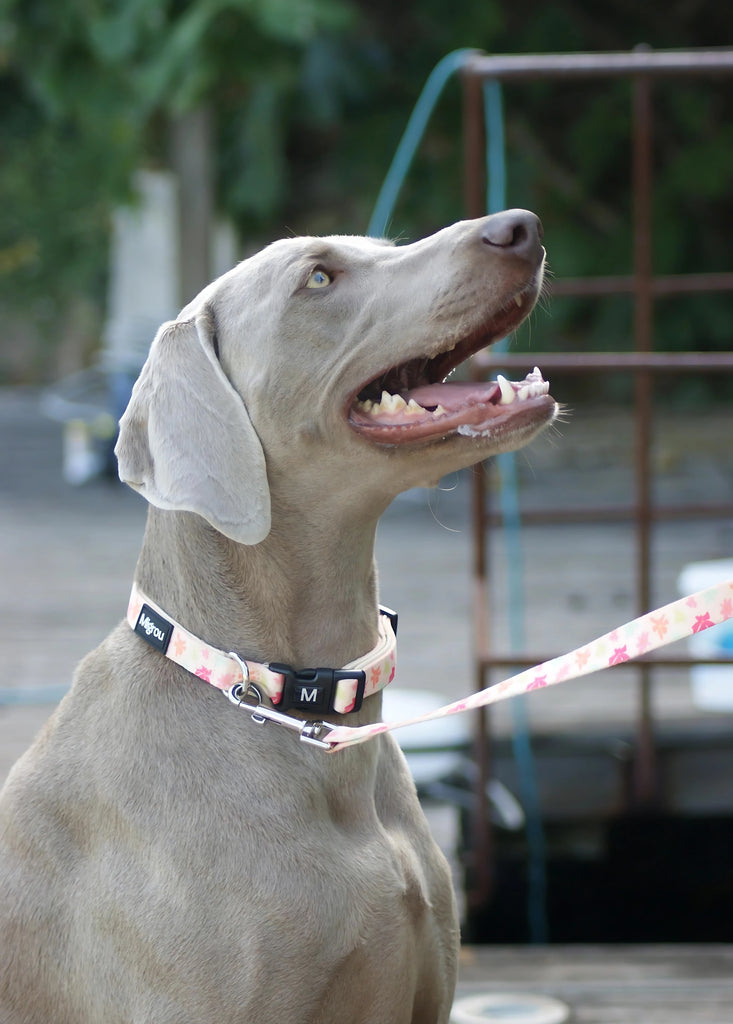 Weimaraner - Dog Collar, Leash and Personalized Tag - Migrou