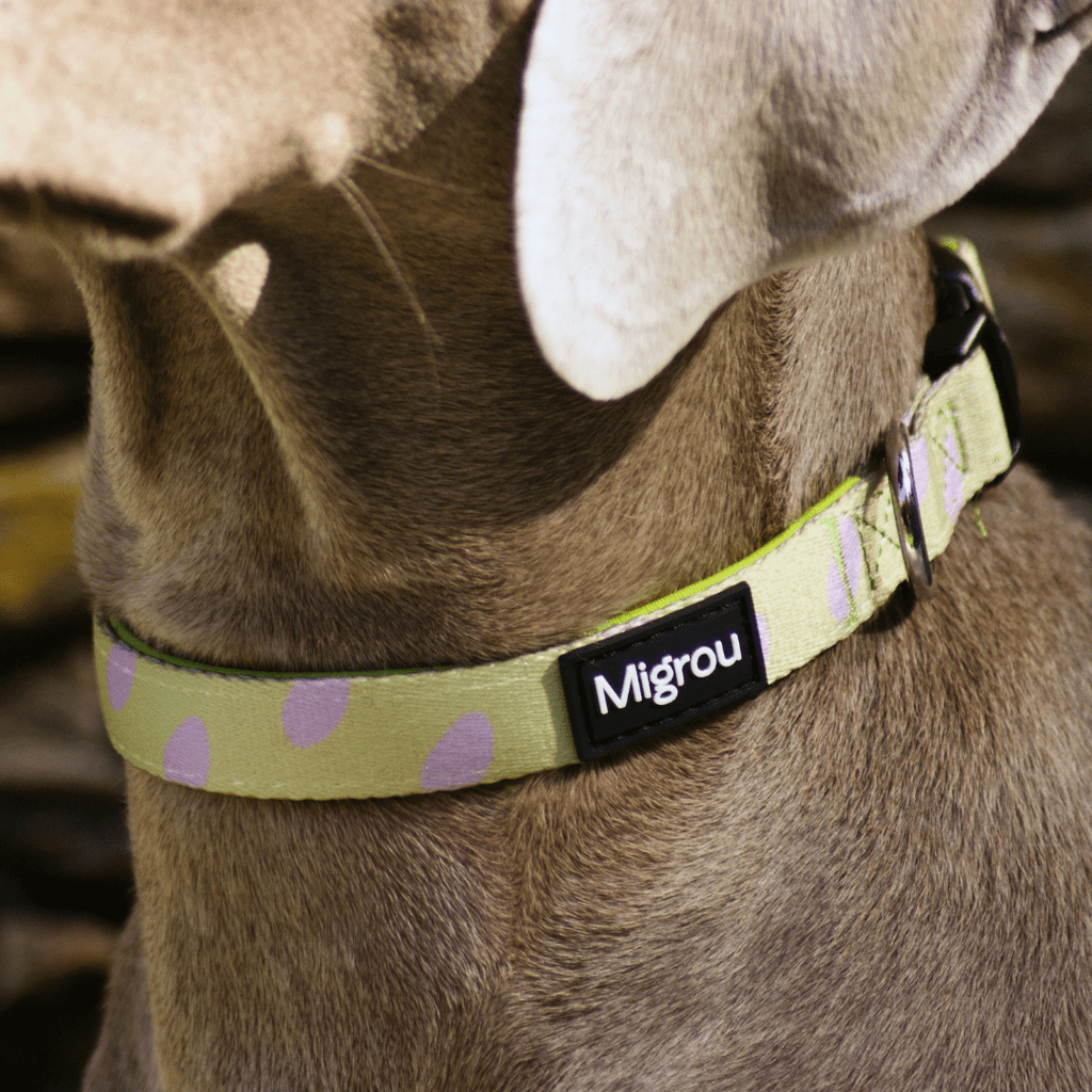 Dinosaur Eggs Duo Max Comfort Leash & Collar - Migrou