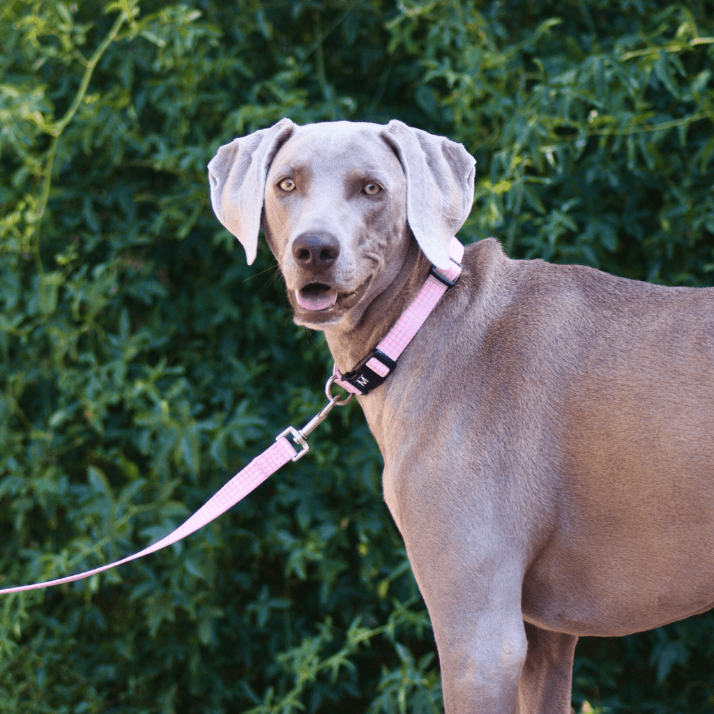 Pink Grid Duo Dog Leash Collar Migrou